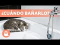 ¿Cada CUÁNTO se BAÑA a un GATO? 🐱🚿 ¡Descúbrelo!