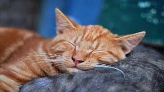 Deep sleep Music, Relax, Study music, work, stress relief, concentration music, soft Lullaby 💖21 screenshot 3