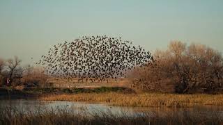 Yellow headed Blackbirds flocking, Whitewater Draw Wildlife Area, Arizona, December 25, 2022 screenshot 4