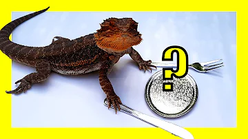 ¿Qué alimentos crudos pueden comer los dragones barbudos?