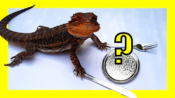 ¿Cuál es la comida favorita de un dragón barbudo?