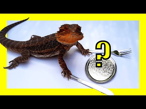 Video: ¿Pueden los dragones barbudos comer flores de trébol blanco?