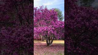 Cherry Blossom in America right now #ytshorts #indianinusa