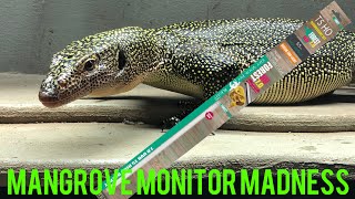 I’m starting to upgrade Loki’s enclosure! ~ Mangrove Monitor