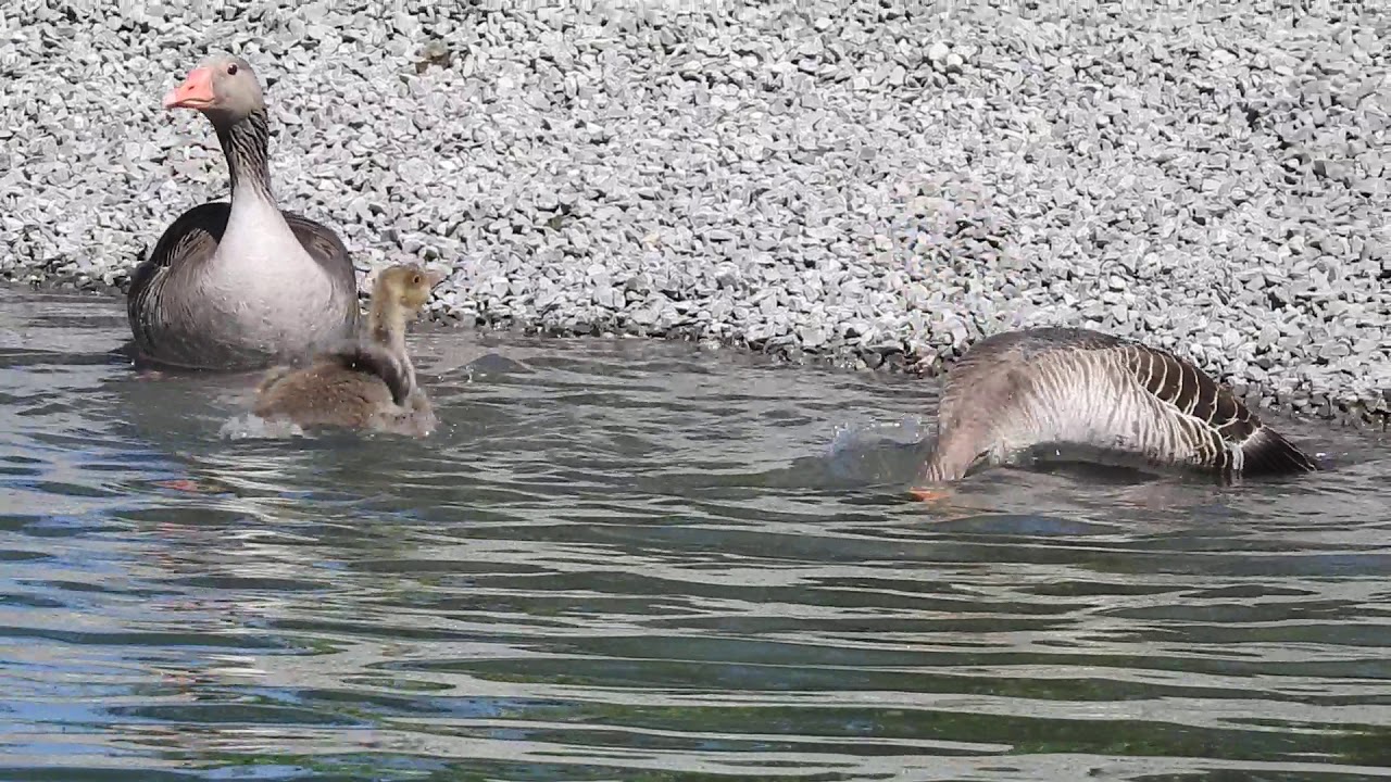 ハイイロガン家族の水浴び Bathing Greylag goose Family 