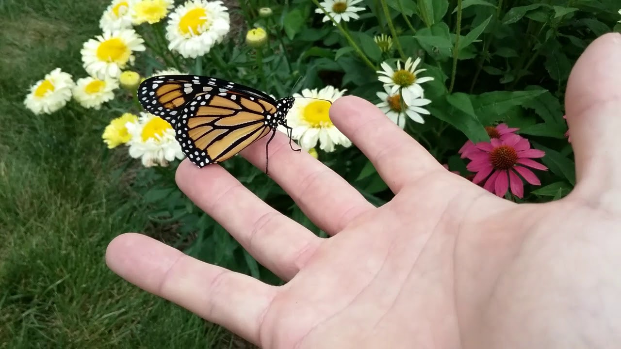 Monarch Butterfly release (2018) YouTube