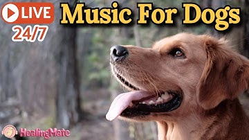 🔴Dog Music🐶🎵Calming Music for Dog Anxiety and Stress🐶🎵Music to Ease Separation Anxiety🔴17
