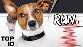Top 10 Scary Times Animals Predicted Disasters Top 10 Scary Times Animals Predicted Disasters