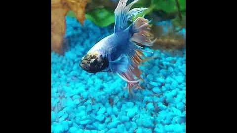 Watch the video about Siamese Fighting Fish Family