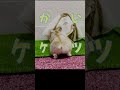 🐹ハムケツで解ケーツ #ハムスター