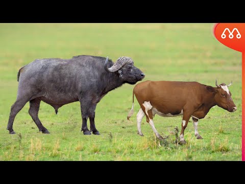 BUFFALO AND COW CROSS