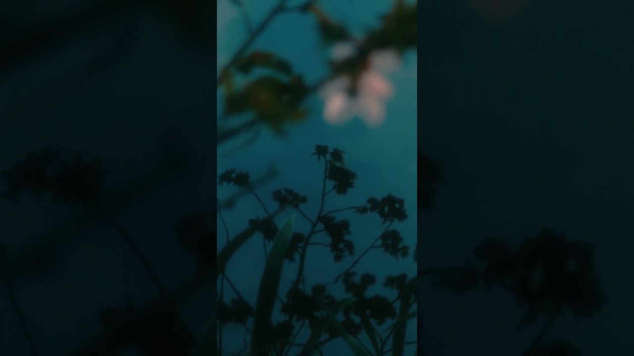 Itoko Toma - Nocturnal Petals #piano #music