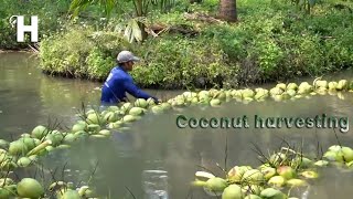 Awesome Coconut Cultivation, Harvesting & Processing - Coconut Farm Modern Agriculture