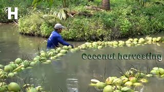 Awesome Coconut Cultivation, Harvesting & Processing - Coconut Farm | Modern Agriculture