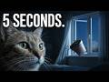 My Cat Woke Me Up… 5 Seconds Before This Happened