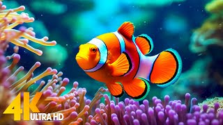 Aquarium 4K VIDEO (ULTRA HD) 🐠 Beautiful Coral Reef Fish - Relaxing Sleep Meditation Music #37