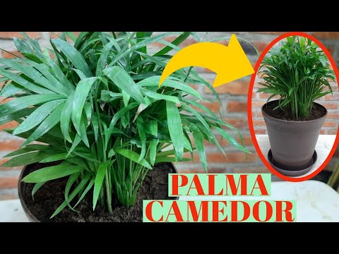 Video: Cuidado de la palmera enana: pautas para cultivar una palmera enana