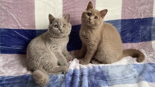 British Shorthair Fawn vs Lilac 3,5 months old