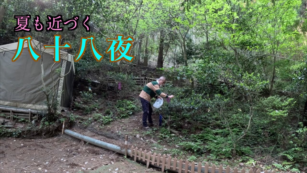 【八十八夜】茶摘み〜茶粥作り、美味しく頂きました