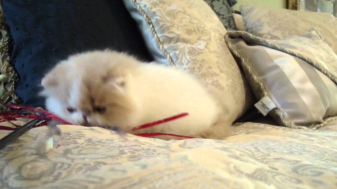 Cream white Persian Kitten out of Lucy and devil. Belcherpurrs