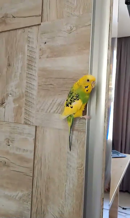“My Bird Slipping Up the Closet 😂🐦 #shorts#birds #funny #viral ##comedy #trending #edit
