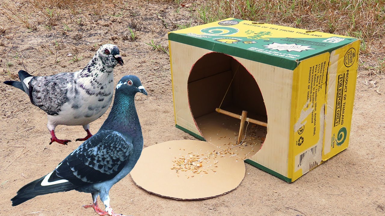The Best Unique Pigeon Trap By Using Cardboard Box