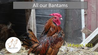 15 August, 2023 - All our Bantams by Happy Wife Acres 535 views 8 months ago 1 minute, 8 seconds