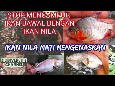 Bibit Ikan Gurame Nila Lele Bawal Patin Mas