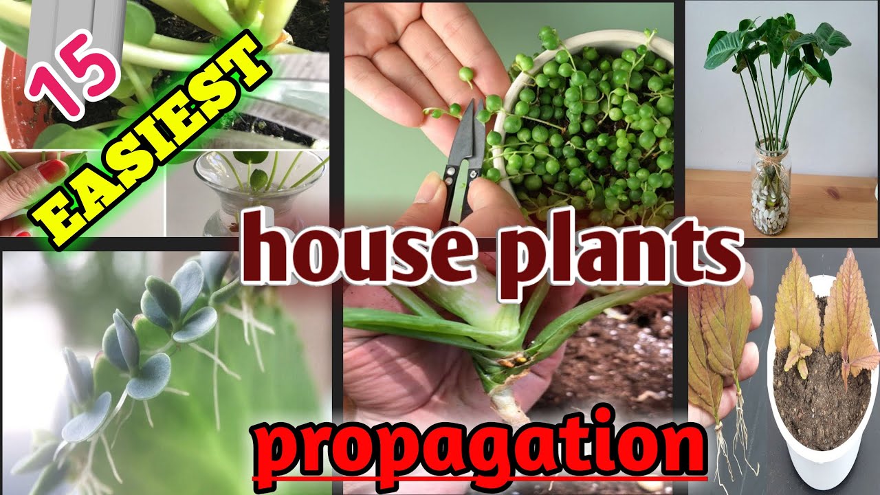 15 of the easiest house plants to propagate from cuttings | Easiest Indoor  plants to propagate