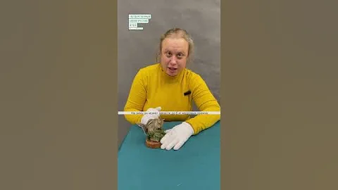 #shorts Чем занят бурундук зимой