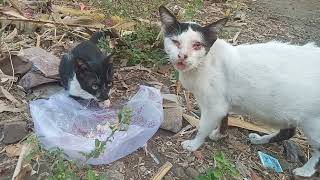 This teenage cat always follows its mother ( kucing remaja ini selalu ikuti induknya ) by Vi On 310 views 8 months ago 4 minutes, 54 seconds