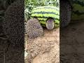 A Farmer Caught A Hedgehog Stealing His Melon And Then A Farmer Caught A Hedgehog Stealing His Melon And Then