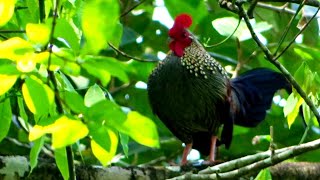 suara pikat ayam hutan betina -Jantan call\song of Grey Jungle fowl (Gallus sonneratii)gà trống