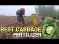 Best Cabbage Fertilizer | Growing Cabbage in the Philippines