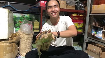 Hybird - common snapping x Alligator snapping | loài rùa sinh ra chỉ để săn mồi | PPeng_TV