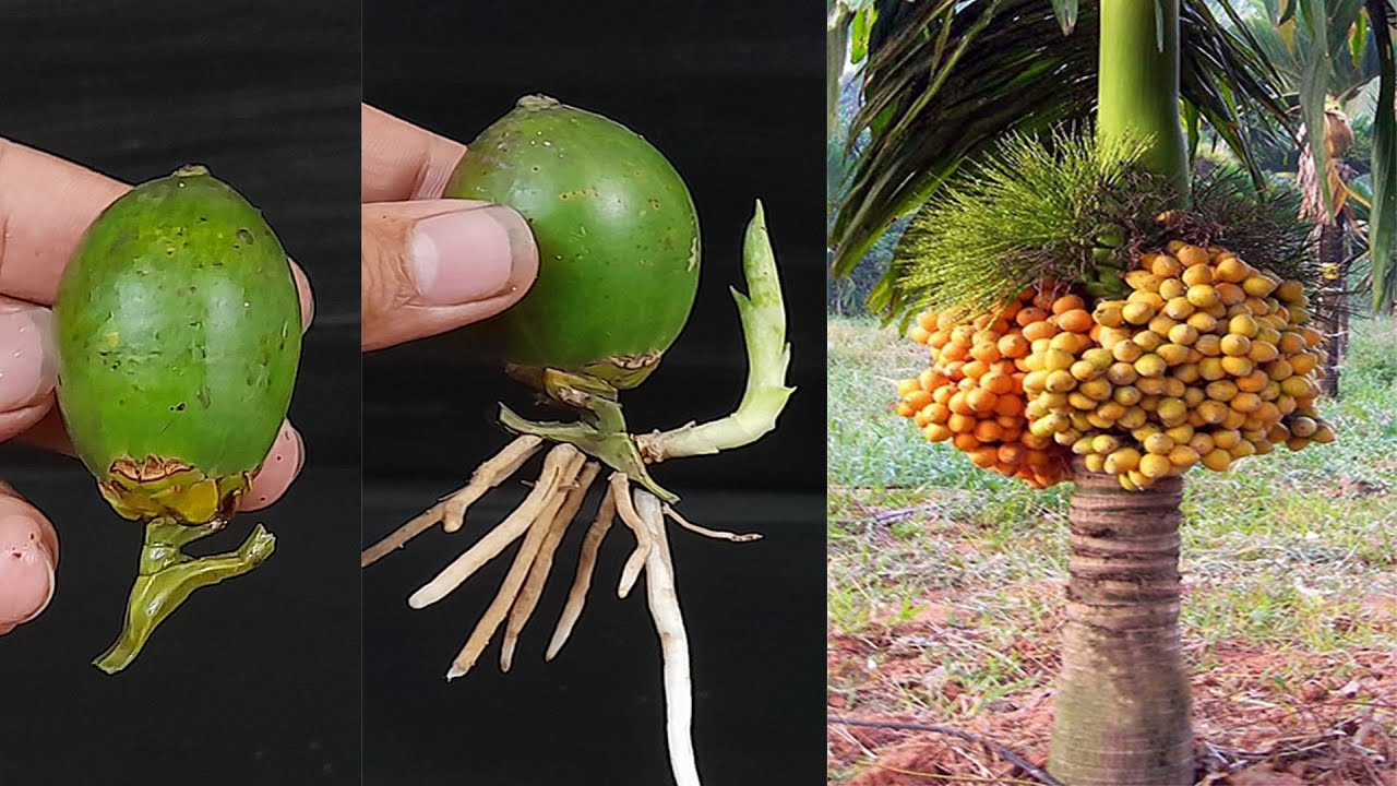 Unique Skill How To Grow Betel Nut Tree From Betel Nut How To Make A Unique Skill How To Grow Betel Nut Tree From Betel Nut How To Make A