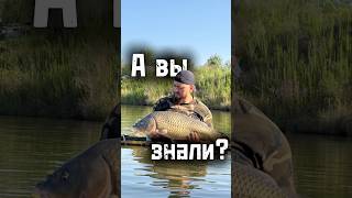 Секретный ингредиент для привлечения карпа 😳#fishing #carpfishing #рыбалка #карпфишинг #carp
