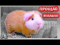 Последнее видео  морской свинки Нафани / Алиса Изи  Петс / Alisa Easy Pets