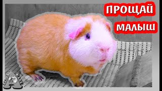 Последнее видео  морской свинки Нафани / Алиса Изи  Петс / Alisa Easy Pets