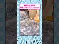 最強のネコの毛除去ブラシがこちら