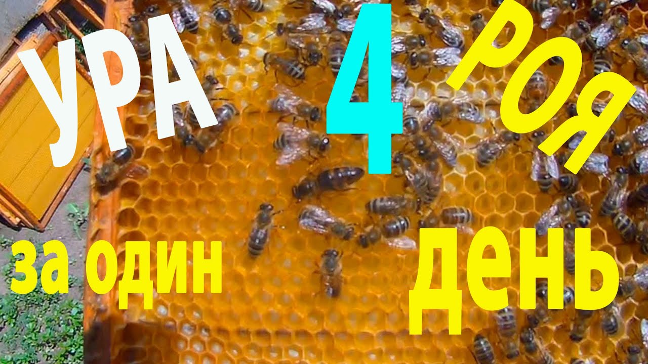 Гудков пчела. Гудков пчела завелась. Я завелась Гудков пчела