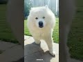 Cute Samoyed dog short edits || What