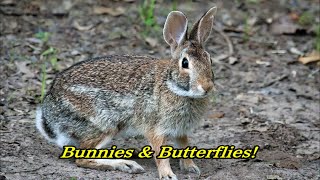 Bunnies & Butterflies! - Royse City, TX