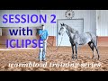 Teaching the forehand yield and desensitizing - Session 2 with "Iclipse" the Hanoverian