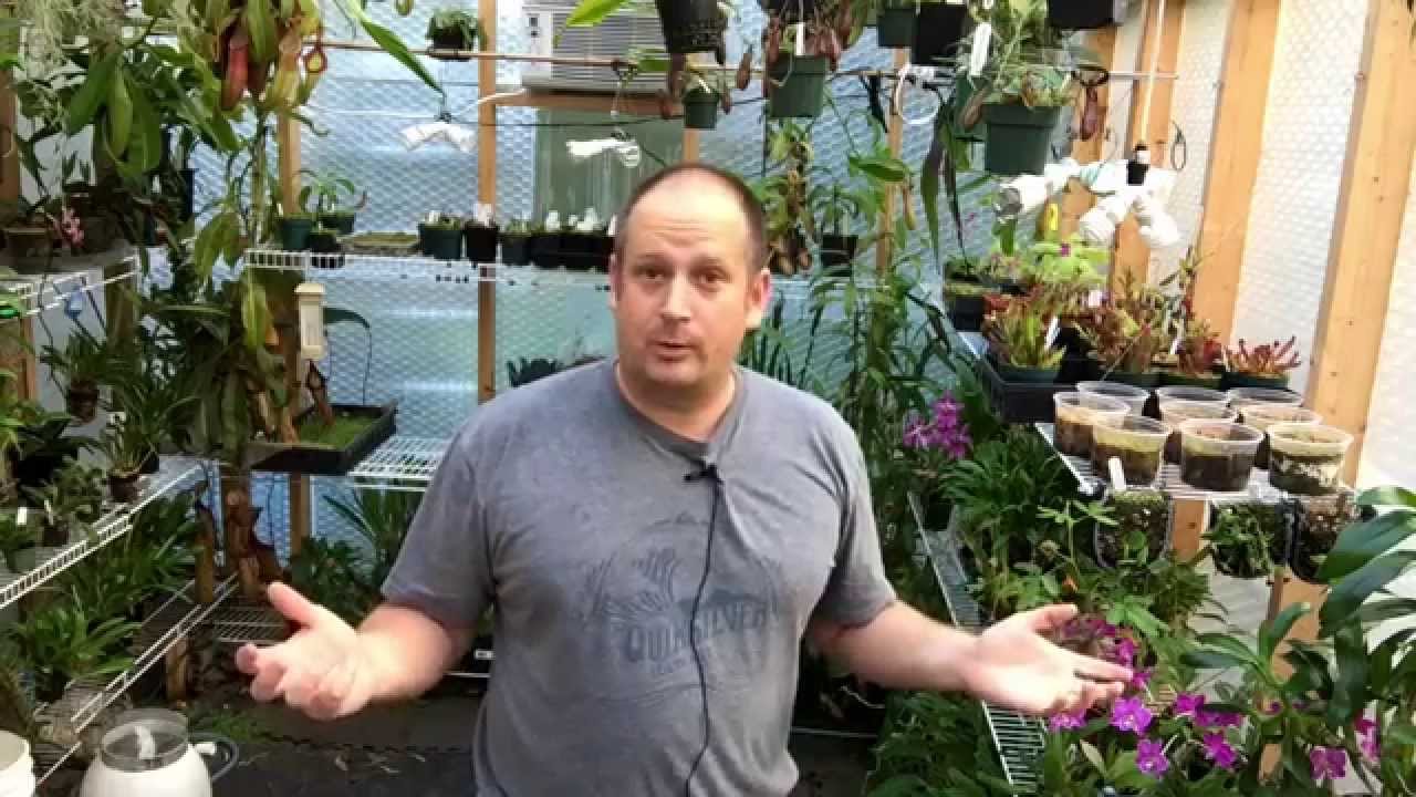 WHY DO SOME ORCHIDS NEED A DRY WINTER REST? WHICH ORCHIDS NEED A DRY