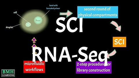 Single cell combinatorial indexing RNA sequencing | SCI RNA seq |