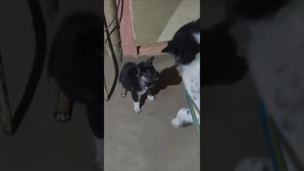 “Tiny paws, big attitude.”