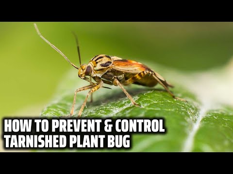 Video: Lygus Bug Damage - Controllo degli insetti Lygus sulle piante da giardino