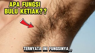 Sebenarnya Apa Fungsi Bulu Ketiak ??