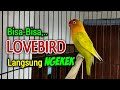 LOVEBIRDMU BISA BISA LANGSUNG NGEKEK, Gara Gara Dengar Pancingan Lovebird GACOR Fighter ini